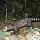 Image for article titled Camera Traps Capture "Fantastically Bizarre" Animal Hitchhiking
